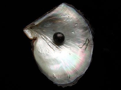 A black pearl in its shell the June birthstone